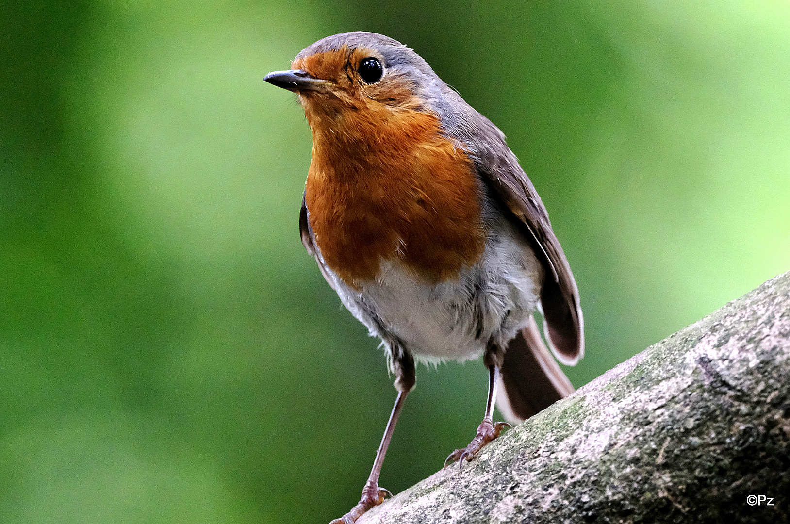 Robin - Pose ...