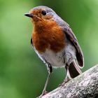 Robin - Pose ...