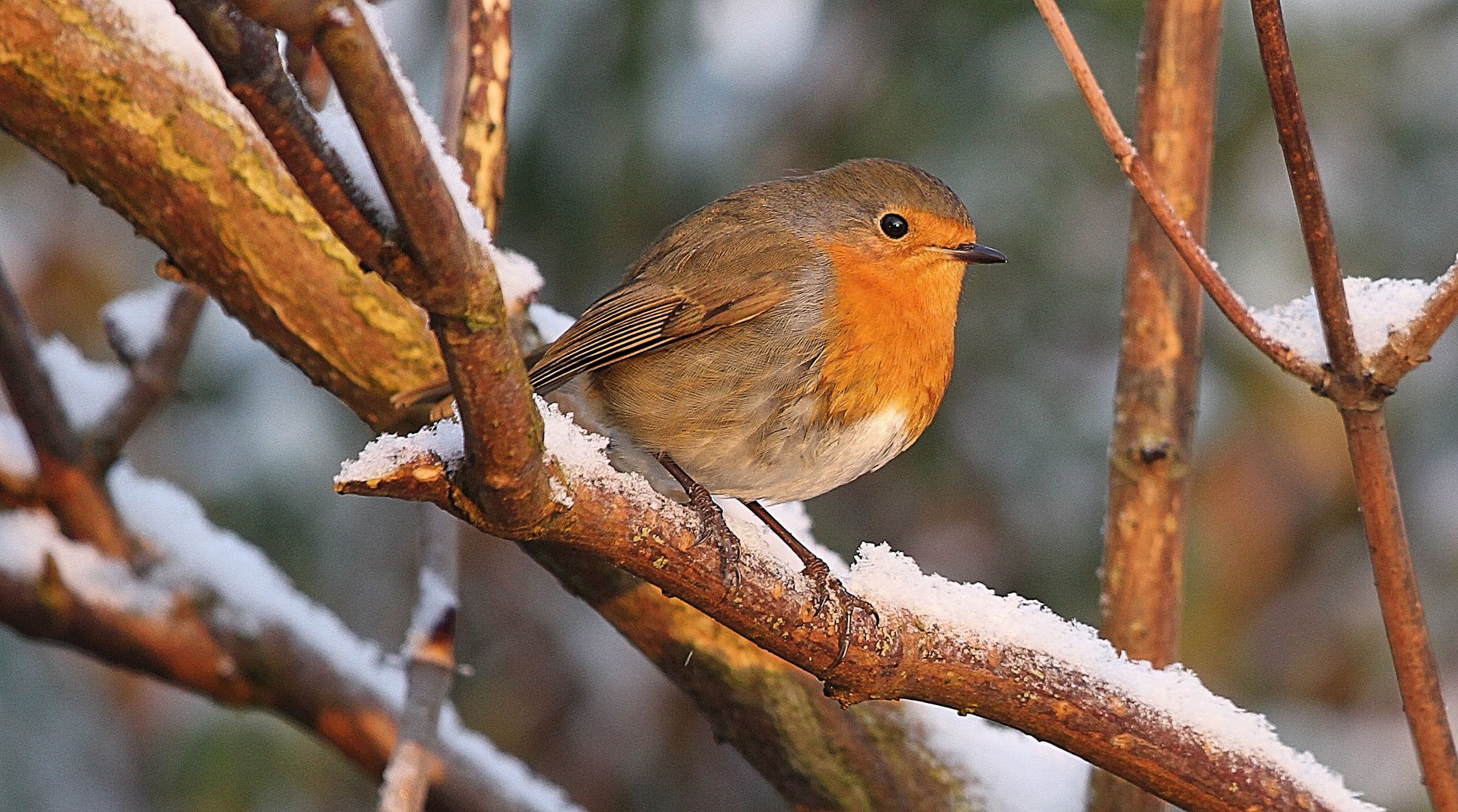 Robin Red Breast................