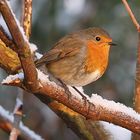 Robin Red Breast................