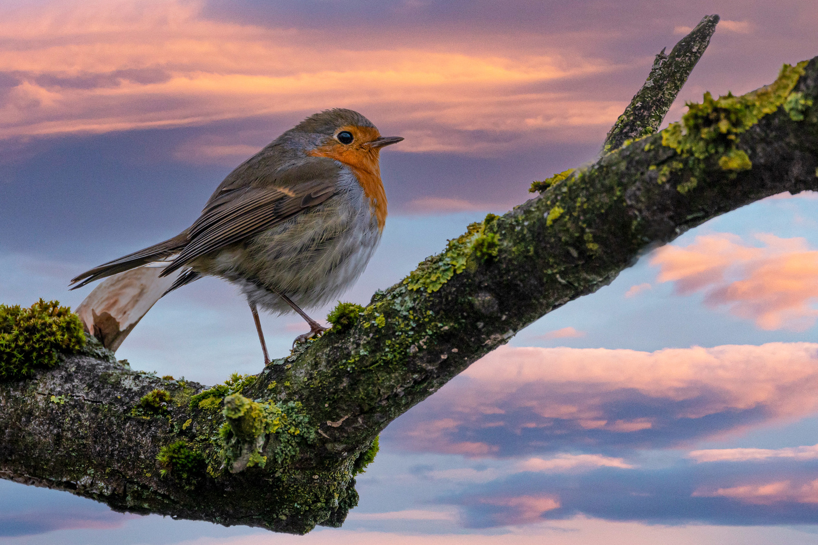 Robin Red Breast