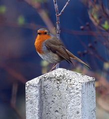 ROBIN RED BREAST.