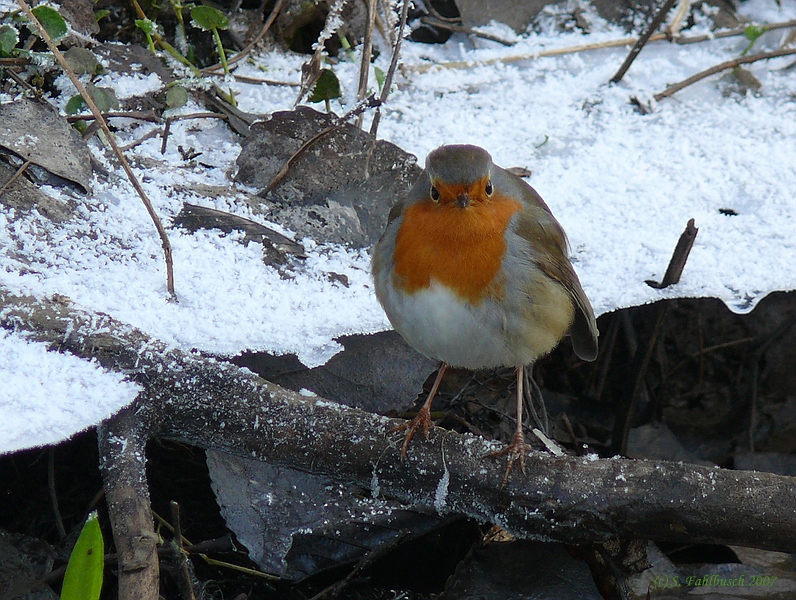 Robin Redbreast