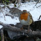 Robin Redbreast