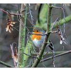 Robin Redbreast...