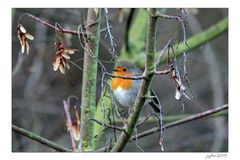 Robin Redbreast...