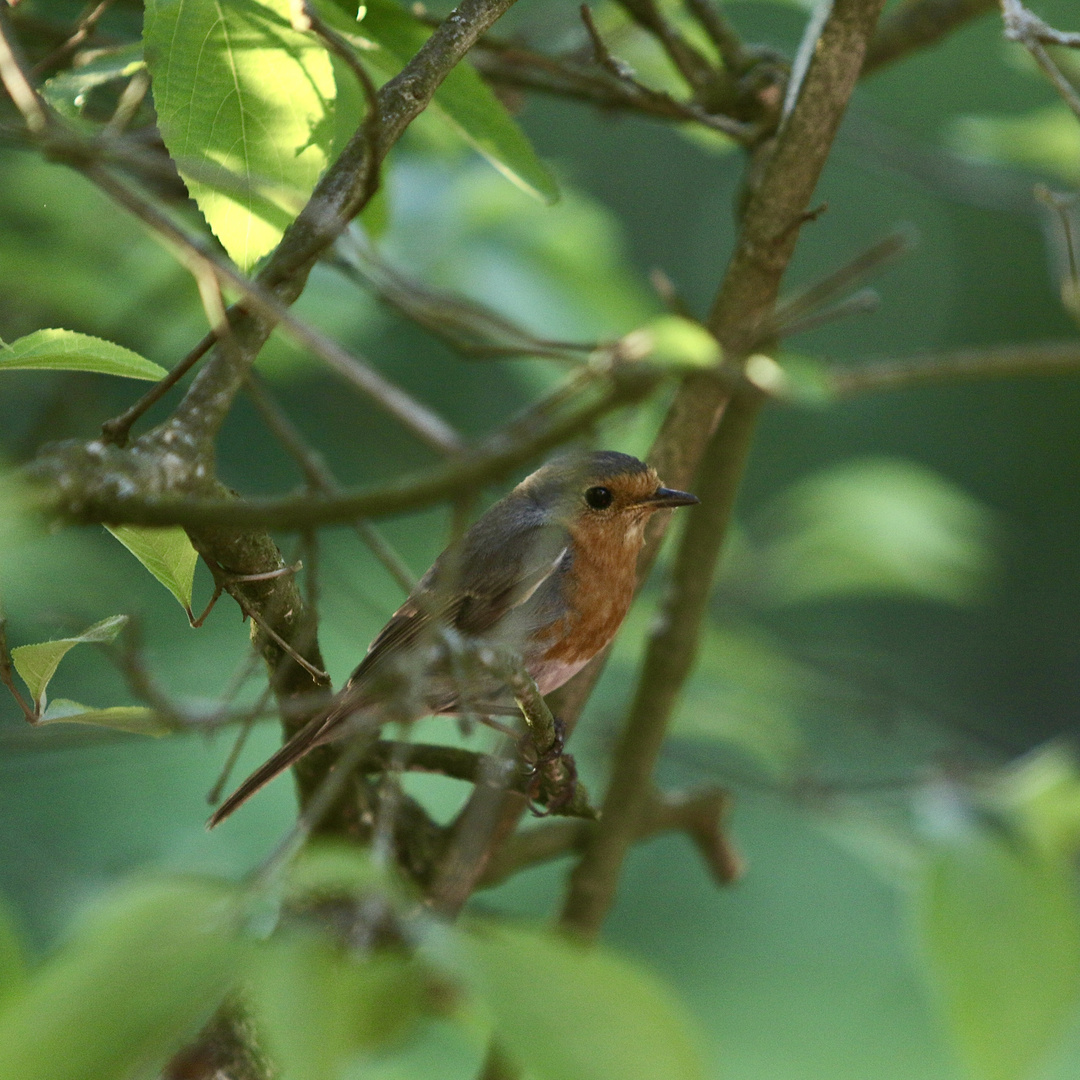 Robin Redbreast