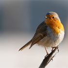 robin redbreast