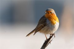 robin redbreast