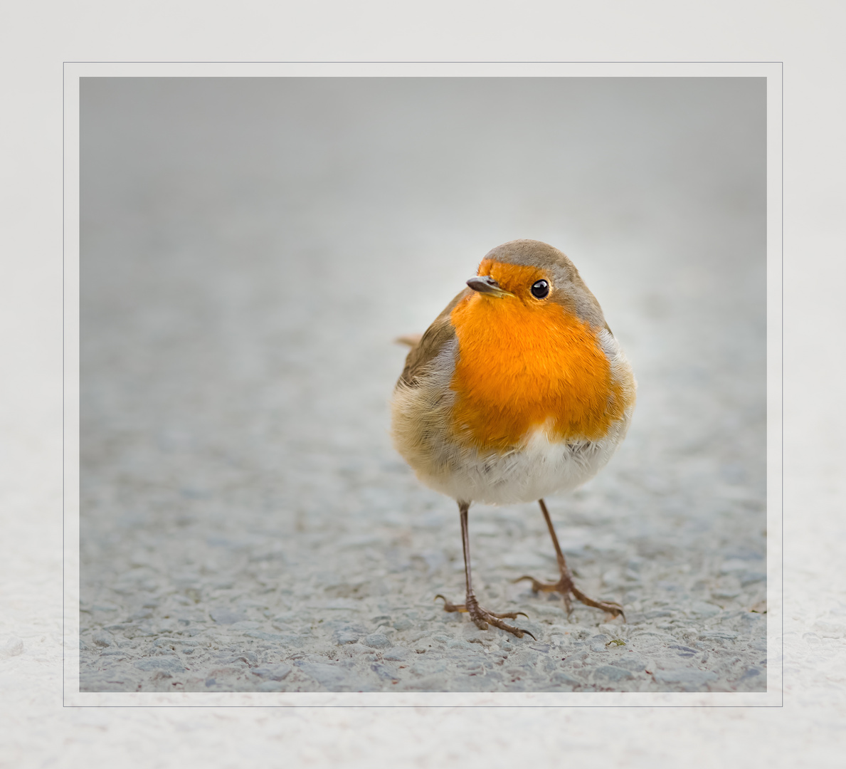 Robin Redbreast