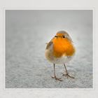 Robin Redbreast