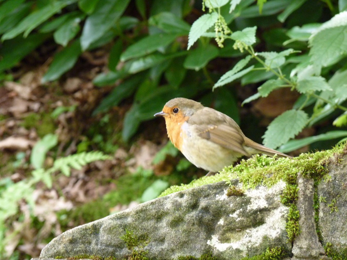 Robin - Rotkehlchen - Slainte