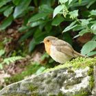 Robin - Rotkehlchen - Slainte