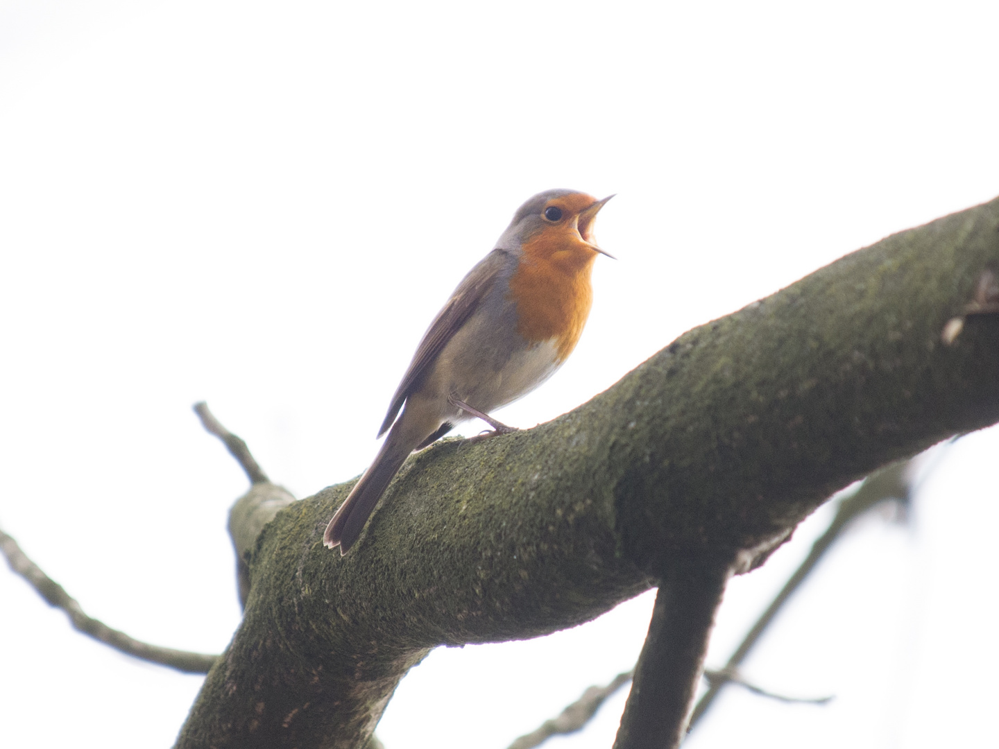 Robin singing