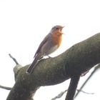 Robin singing