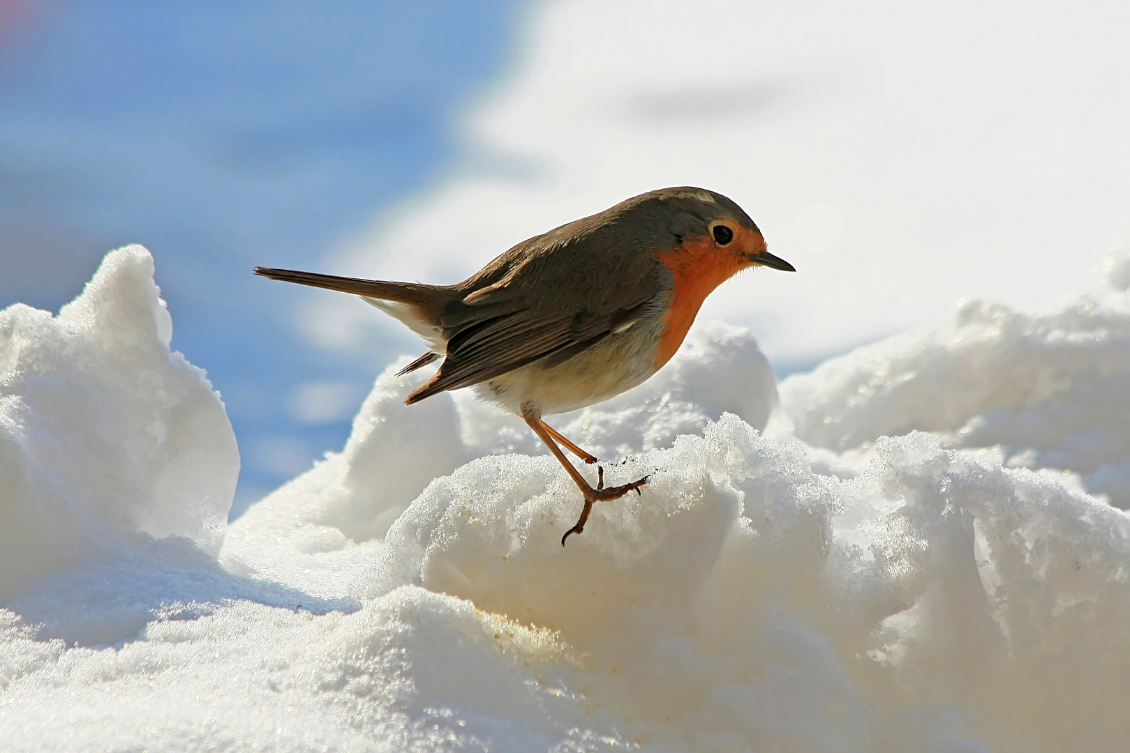 Robin torna sempre (anche perchè trova le briciole )