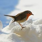 Robin torna sempre (anche perchè trova le briciole )