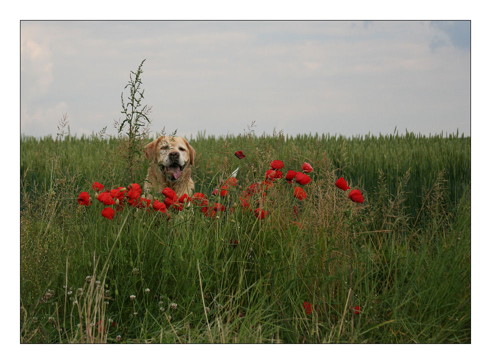 Robin und der Klatschmohn