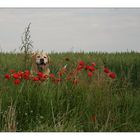 Robin und der Klatschmohn