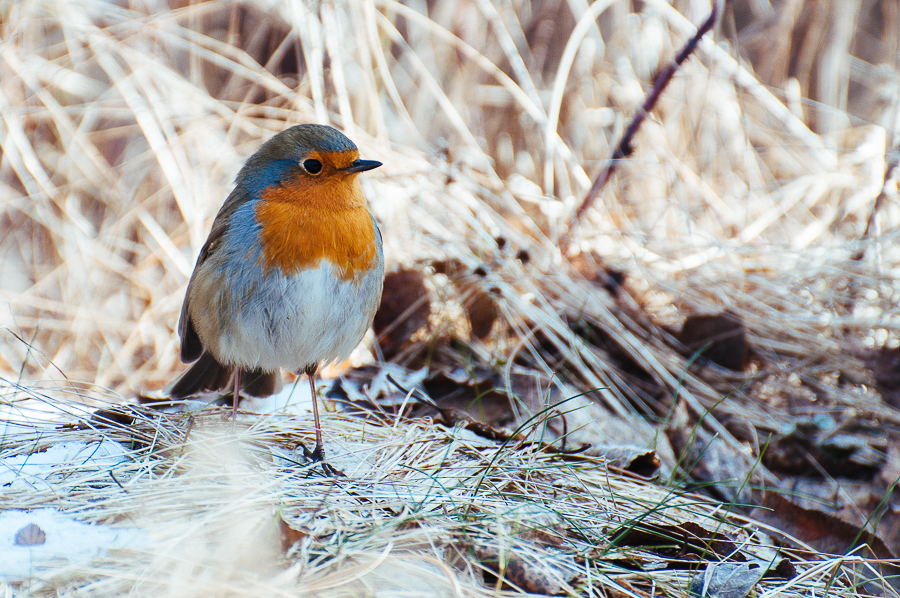 robin, where ist batman