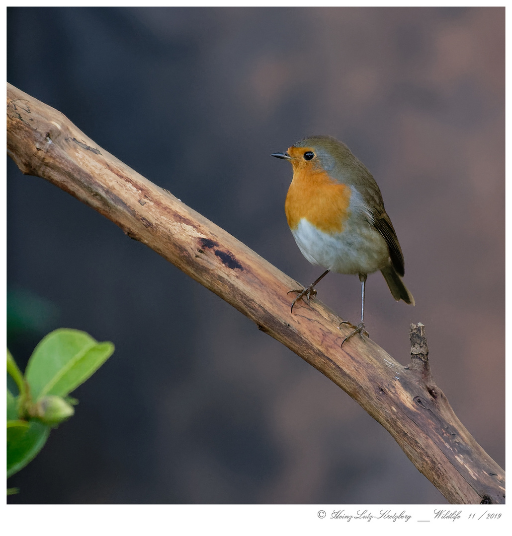 ... Robin .. wie andere ihn nennen 