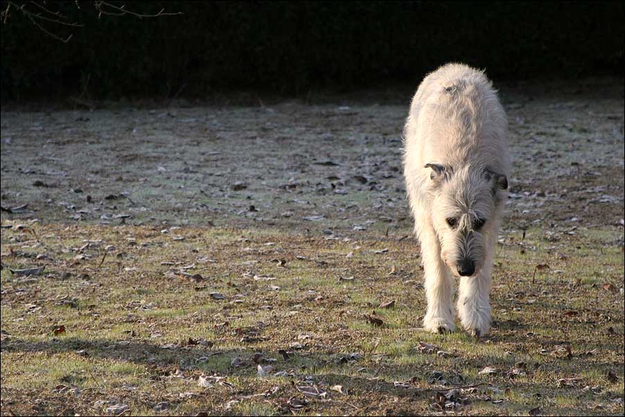 Robin - Wolfshound