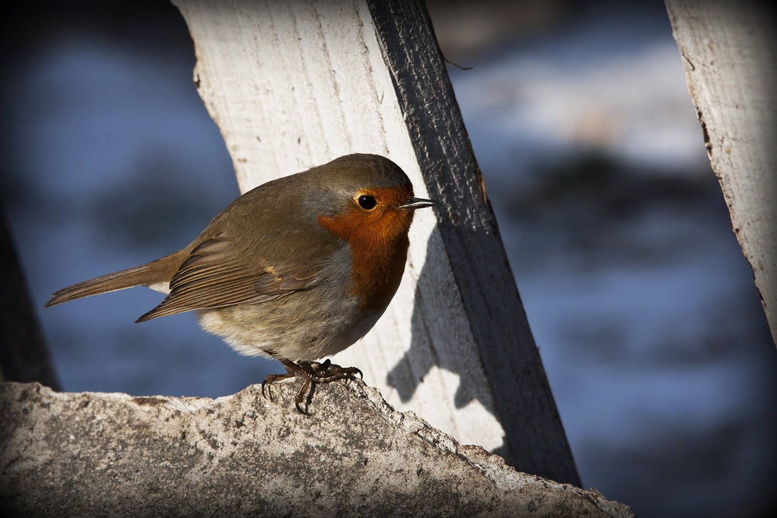 Robin zu Besuch am Stall