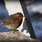 Robin zu Besuch am Stall