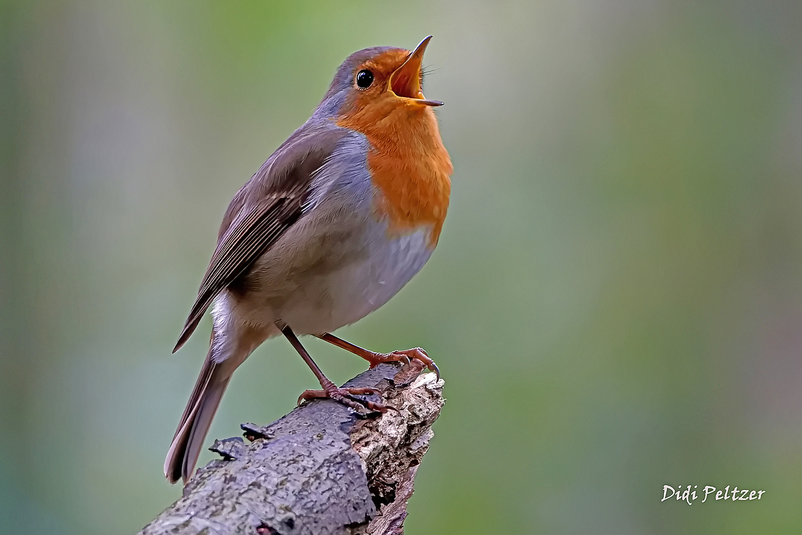 Robin zwitschert einen fröhlichen Gesang ...