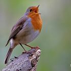 Robin zwitschert einen fröhlichen Gesang ...