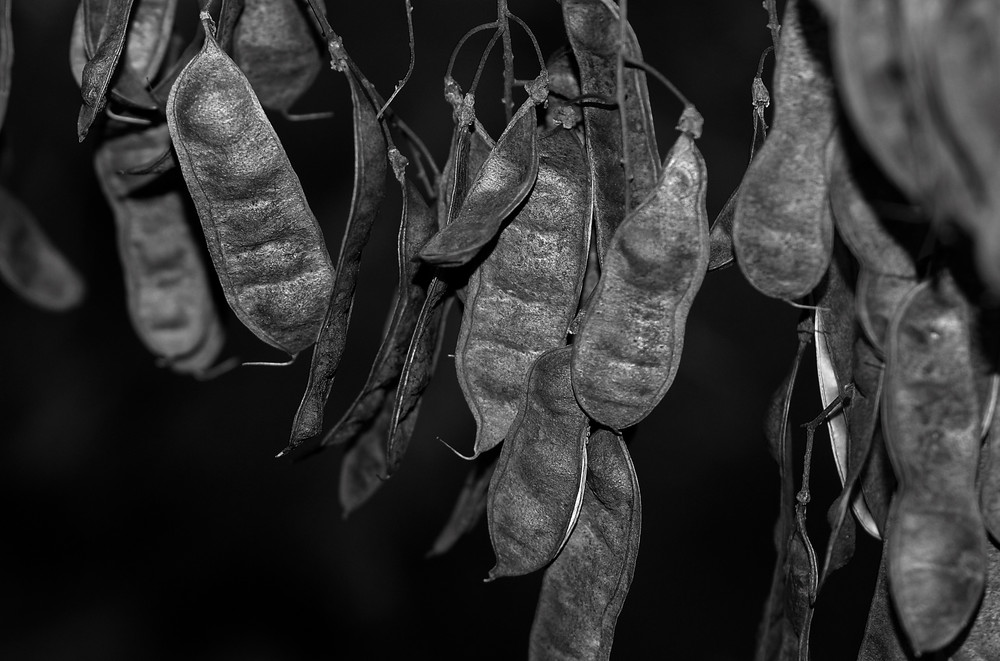 Robinia