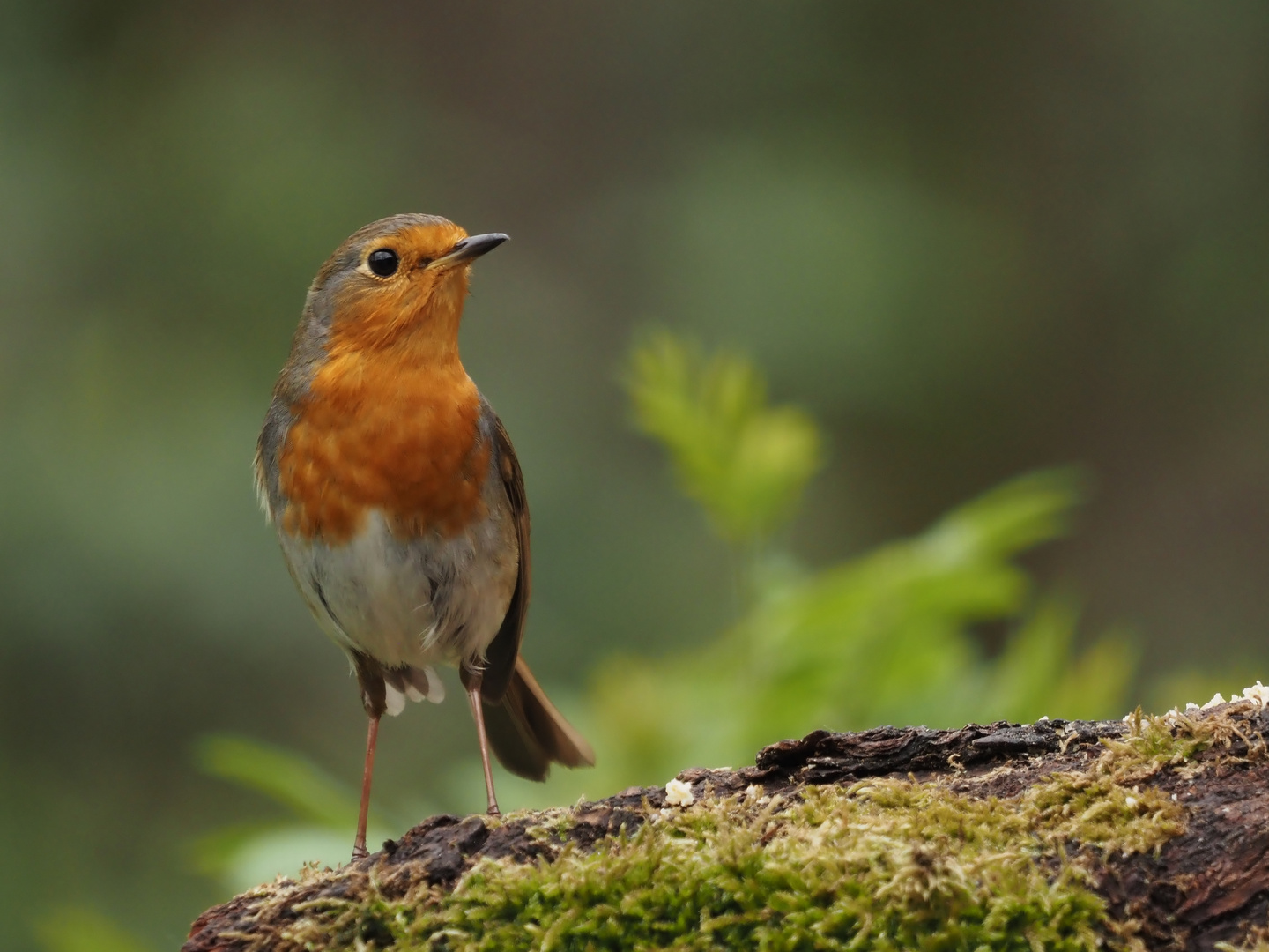 Robin(ia)