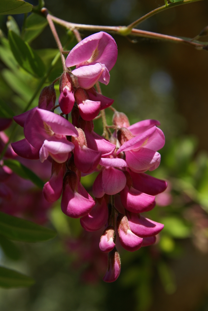 Robinia speudoacacia 'Casque Rouge'