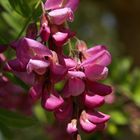 Robinia speudoacacia 'Casque Rouge'