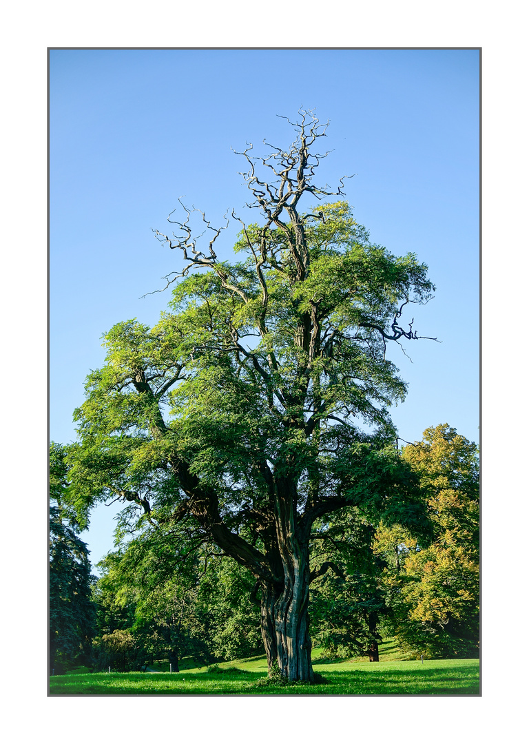 Robinie im Schlosspark zu Putbus