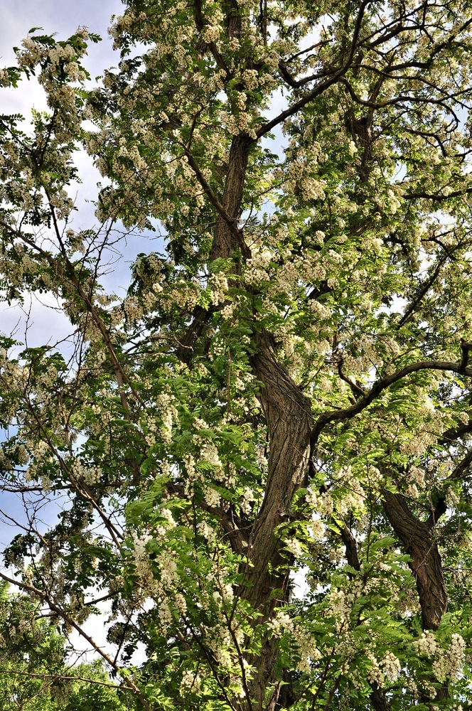 Robinie im vollem Duft und Blüte..........