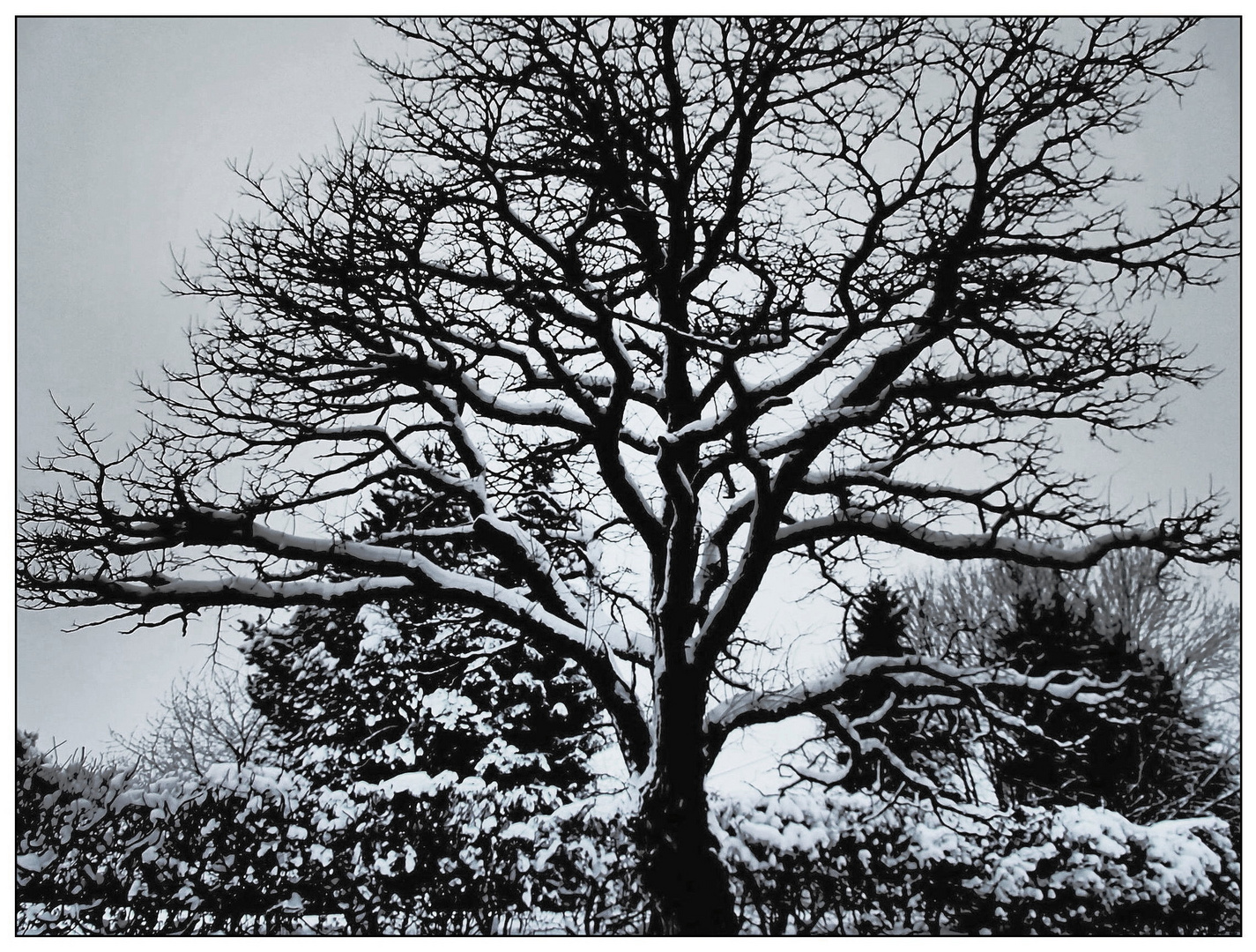 Robinie im Winterkleid