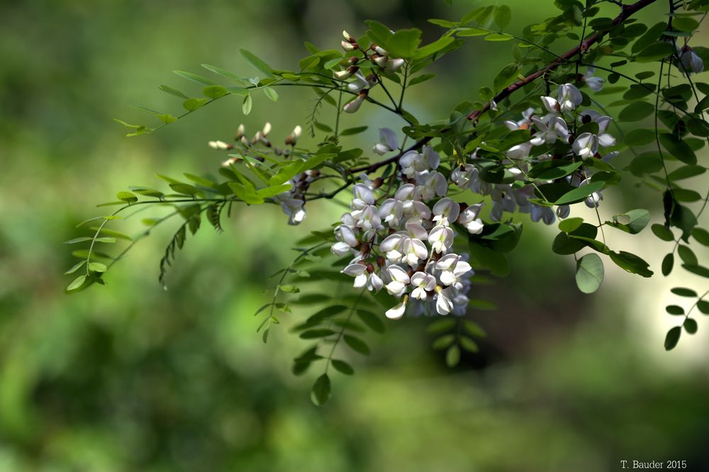 Robinie (Robinia pseudoacacia), auch verkürzt Robinie, Weiße Robinie, Falsche Akazie