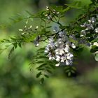 Robinie (Robinia pseudoacacia), auch verkürzt Robinie, Weiße Robinie, Falsche Akazie