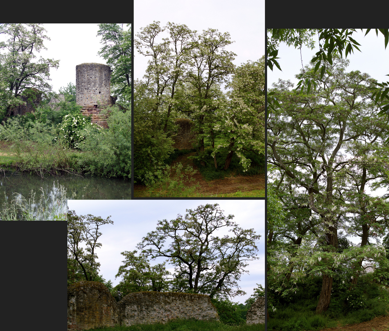 Robinien an der Burg Dorfelden