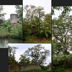 Robinien an der Burg Dorfelden