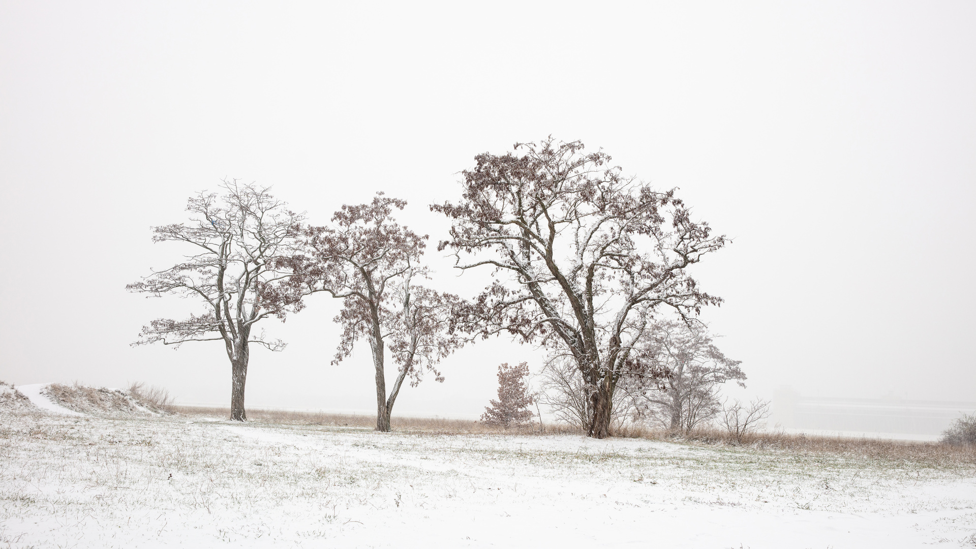 Robinien im Schneefall