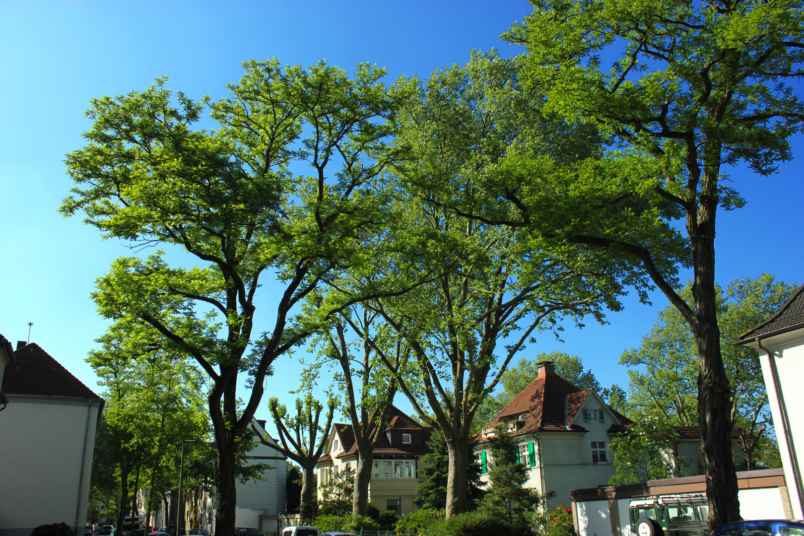 Robinien in der Walpurgisstraße, Gelsenkirchen