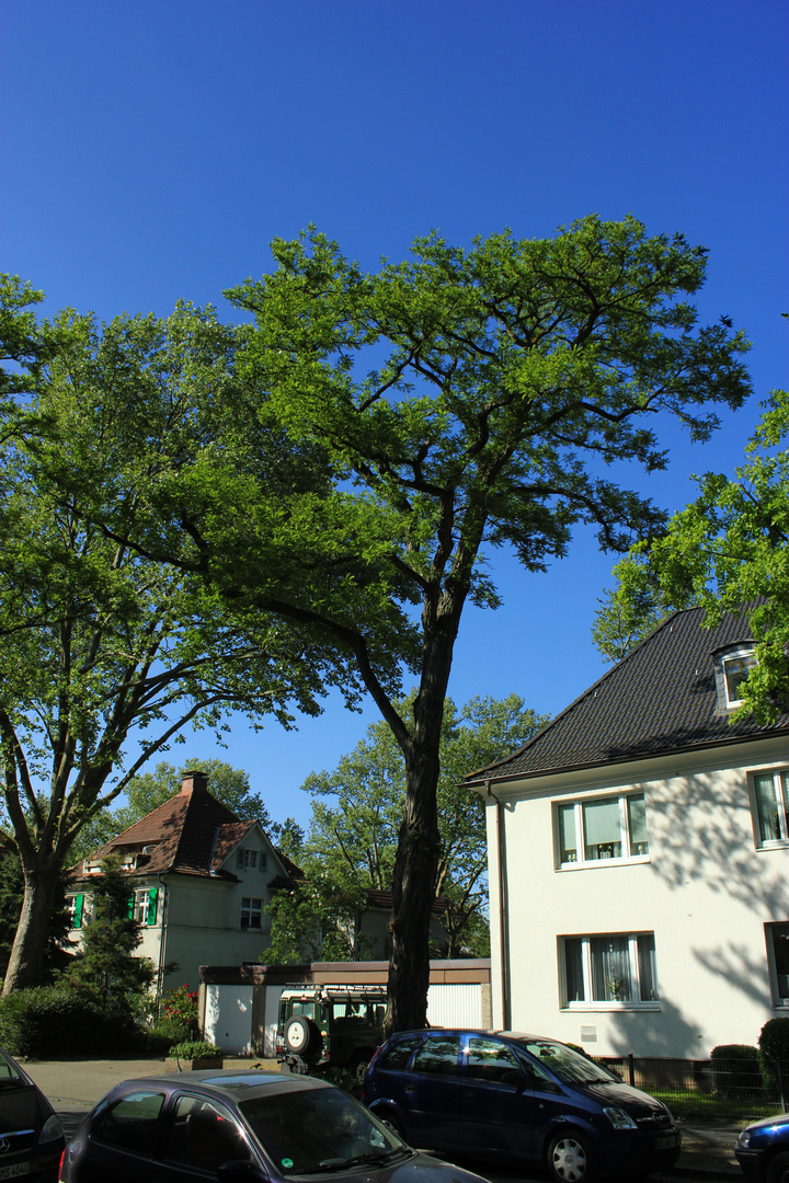 Robinien in der Walpurgisstraße, Gelsenkirchen II