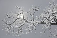 "Robinienast mit Schnee"