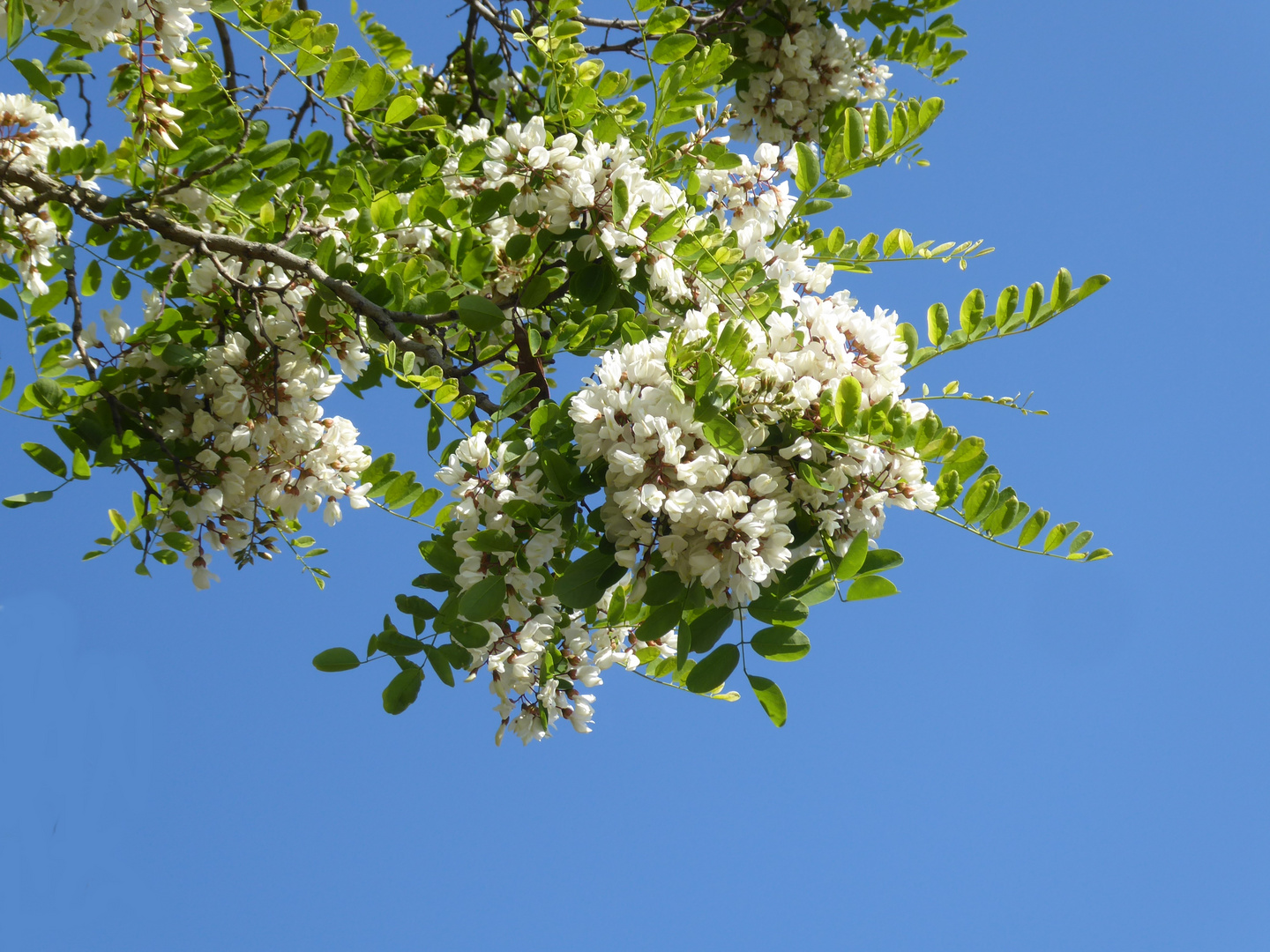 Robinienblüten