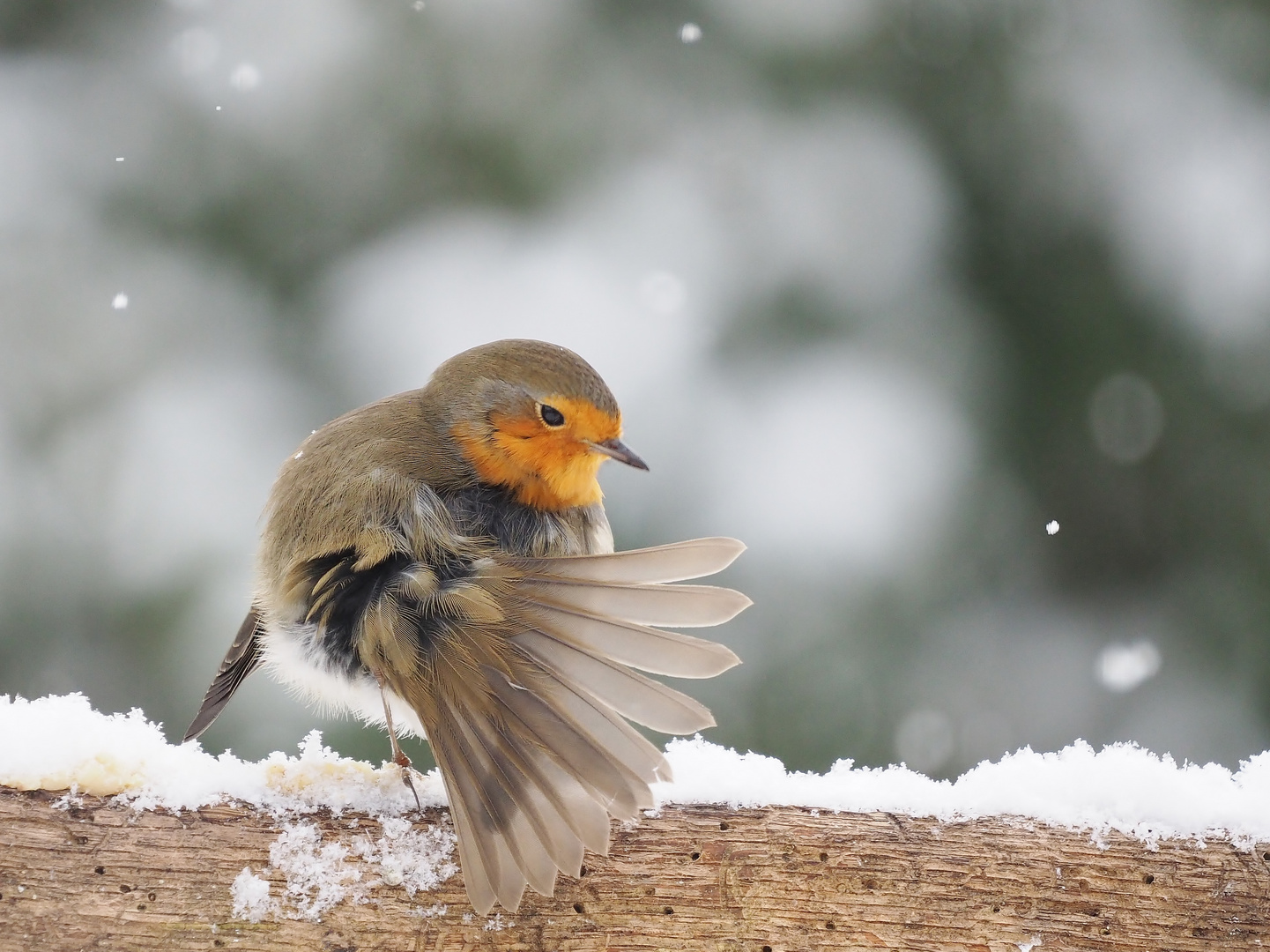 Robin´s Fächer.....