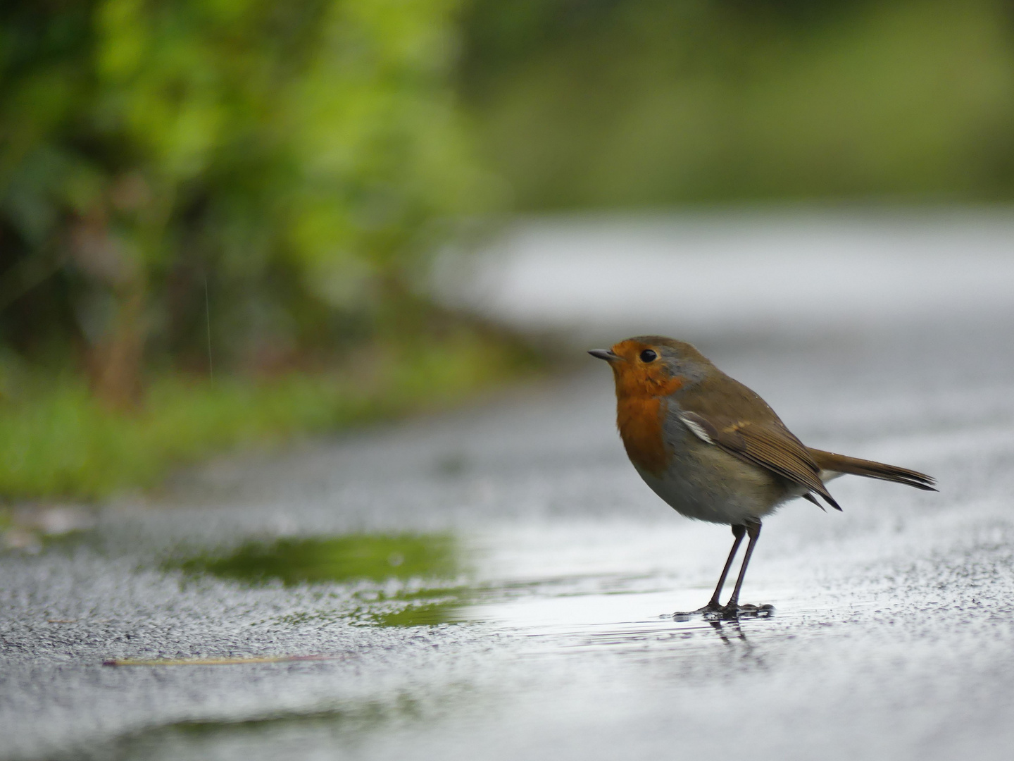 robins in the rain