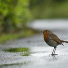 robins in the rain