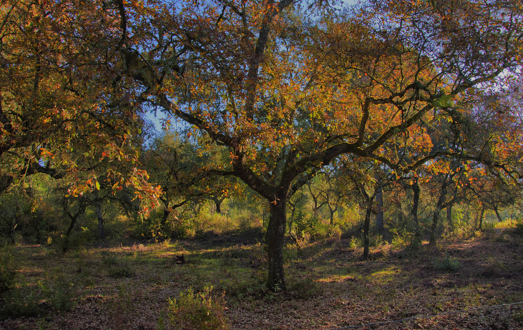 ROBLE ANDALUZ